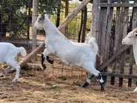 Kozioł, Saanen goat — zdjęcie 4