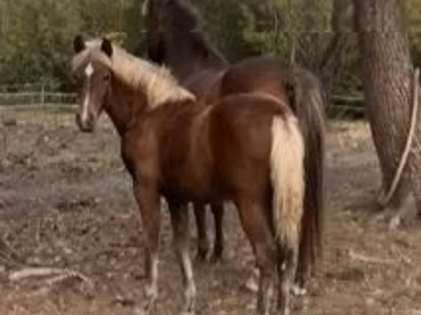 Mare, Haflinger