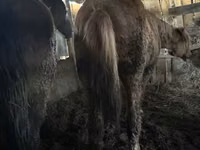 Mare, Horse breed — photo 7