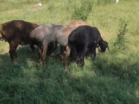 قوچ, Kazakh fat-tailed coarsewool sheep — عکس 2