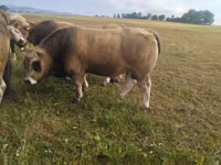 황소, Aubrac cattle — 사진 2