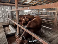 Cow, Cattle — photo 3