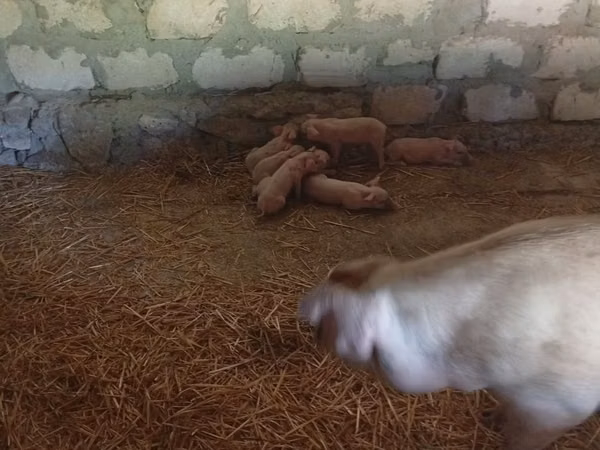 Sow, Pigs — Moldova