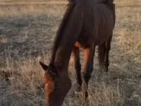 Mare, Hungarian horse breed — photo 1