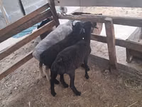 Sheep, Sheep — photo 3