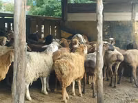 Ram, Sheep — photo 4