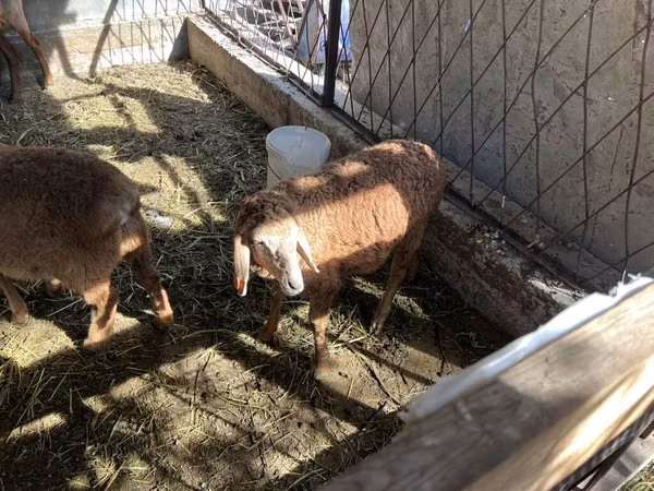 Sheep, Sheep — Kyrgyzstan