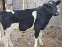 सांड, Russian Black pied cattle — फ़ोटो 4