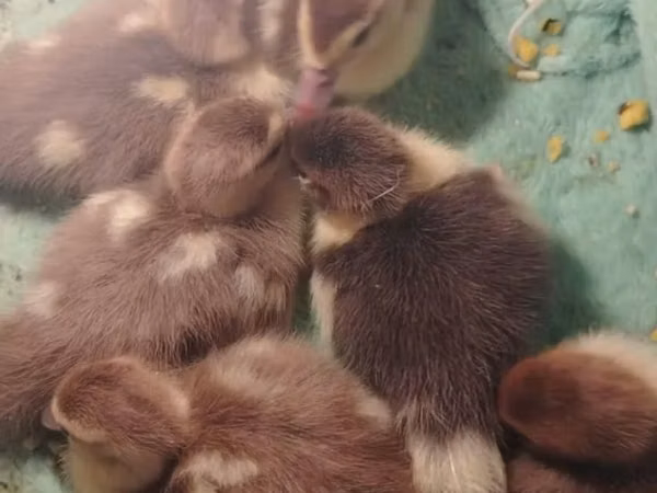Ducks