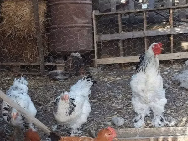 Brahma