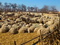 母羊, Sheep — 照片 1