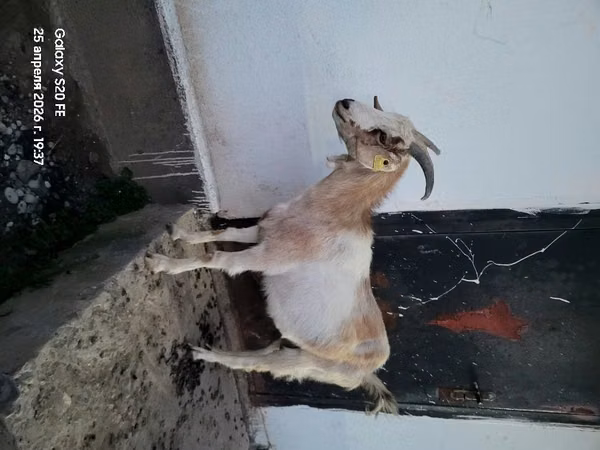 Kambing jantan, Goats
