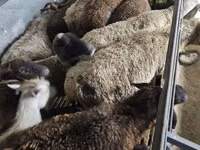 Ram, Sheep — photo 3