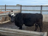 सांड, Latvian Blue cattle — फ़ोटो 4
