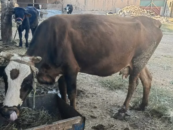 Cow, Simmental cattle — Uzbekistan