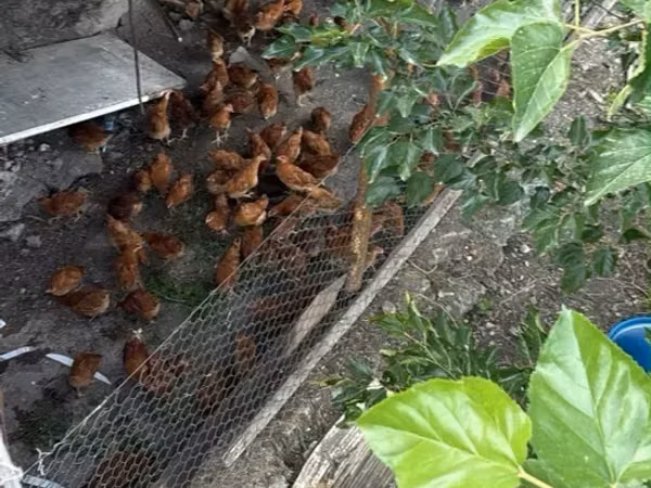 Chickens — Armenia