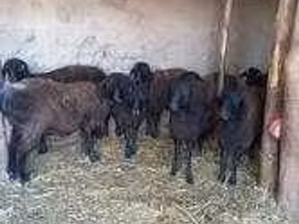 Sheep (batch, sex not specified), Baerchuke sheep — Uzbekistan