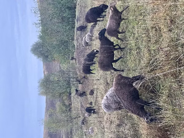 Sheep, Sheep — Russia