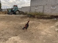 Chickens — 照片 8