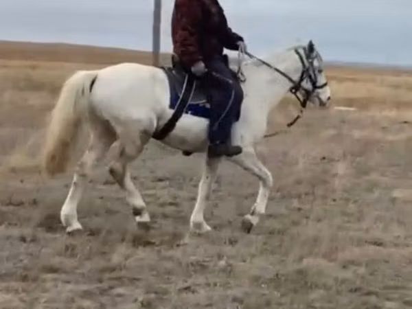 Horse (M), Horses — Kazakhstan