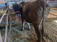 암소, Russian Black pied cattle — 사진 4