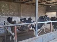 Dibi, Russian Black pied cattle — sawirka 3