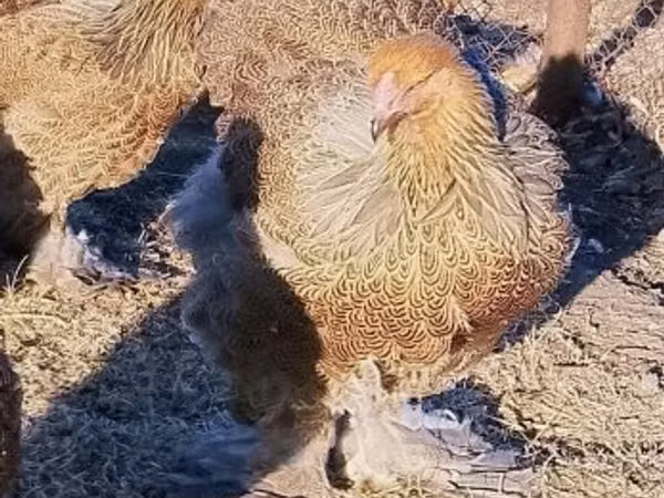 Brahma