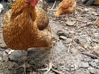 Σάμο chickens — φωτογραφία 3