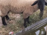Sheep, White Suffolk sheep — photo 2