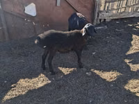 የጎትት አውራ በግ, Edilbay sheep — ፎቶ 1