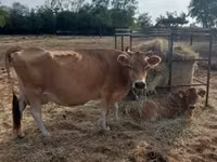 Sigir, Jersey zotasi — 1-rasm