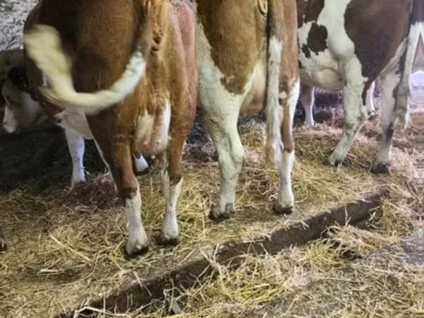 Cow, Montbéliarde