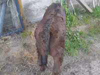 ძროხა, Simmental cattle — ფოტო 5