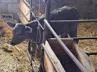 گاو ماده, Swiss cattle — عکس 1