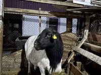 قوچ, Dorper sheep — عکس 4