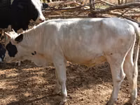 Toro, Bovini — foto 2