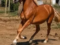 Horse (M), Horses — photo 2