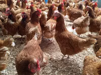 Chickens — foto 1