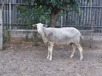 Ոչխար, Lacaune sheep — լուսանկար 1