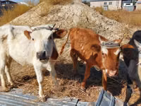 Toro, Bovini — foto 2
