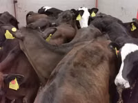 ወንድ በሬ, Aberdeen-Angus — ፎቶ 4