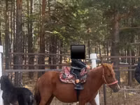 Mare, Horses — photo 1
