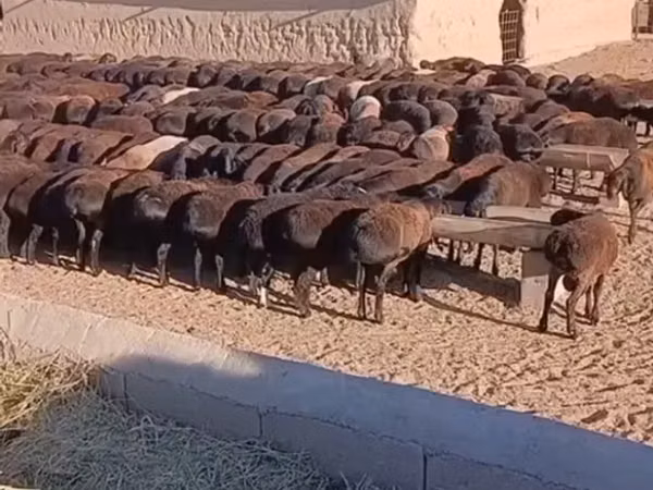 Sheep, Sheep — Uzbekistan