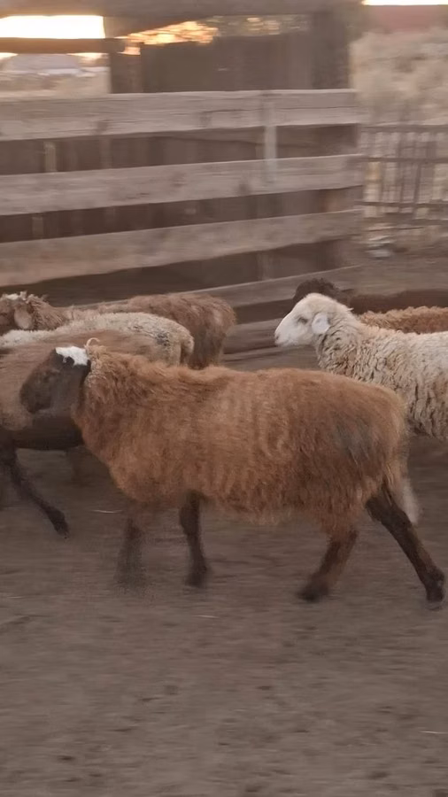Ram, Hissar sheep