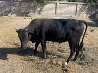 सांड, मवेशी — फ़ोटो 3