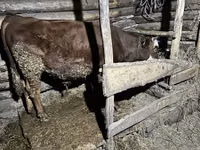 Bulle, Kasachische Weißkopfkuh — Foto 2
