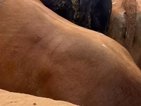 گاو نر, گاو — عکس 2