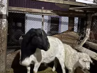 قوچ, Dorper sheep — عکس 2