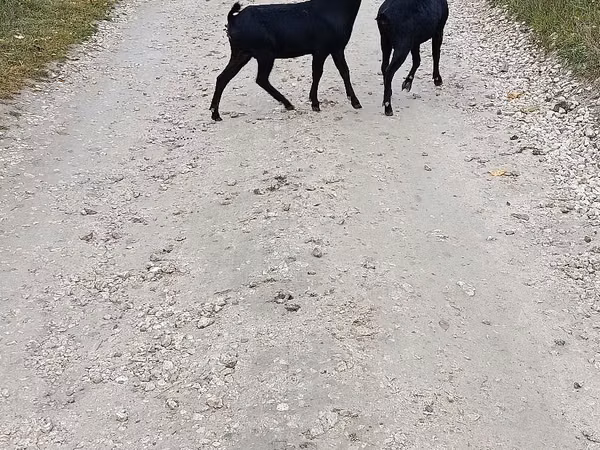 Kambing betina, Murcia-Granada goats