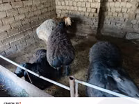 Ram, Sheep — photo 1